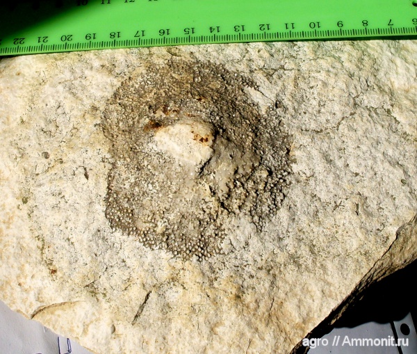 мшанки, мезозой, верхний мел, Житомирская область, Upper Cretaceous