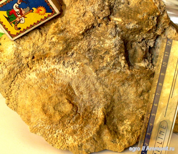 мшанки, мезозой, верхний мел, Житомирская область, Upper Cretaceous