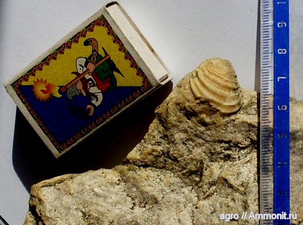 мел, двустворчатые моллюски, Inoceramus, Житомирская область, Cretaceous