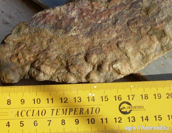 венд, эдиакарий, докембрий, немианы