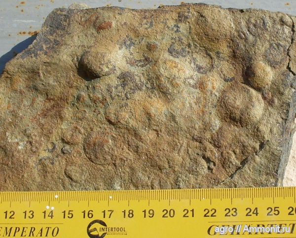 докембрий, медузоиды, Винницкая область, эдиакарий-венд