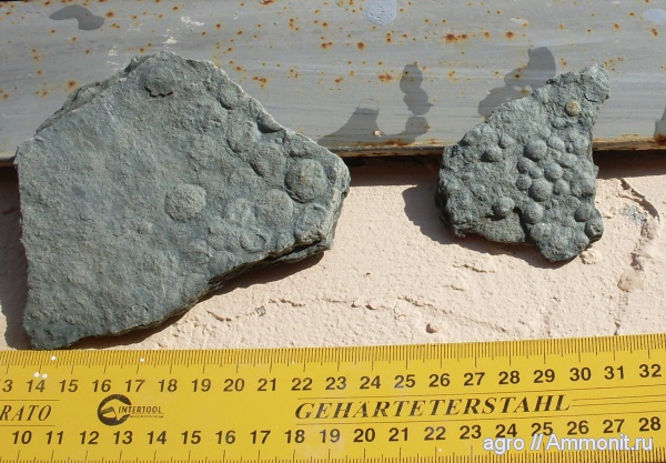 докембрий, Nemiana, медузоиды, Nemiana simplex, Винницкая область, эдиакарий-венд