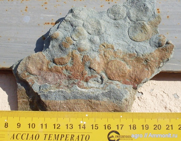 венд, эдиакарий, докембрий, немианы