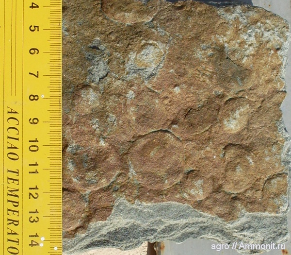 докембрий, медузоиды, Nemiana simplex, Винницкая область, эдиакарий-венд