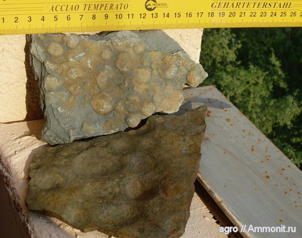 докембрий, медузоиды, Nemiana simplex, Винницкая область, эдиакарий-венд