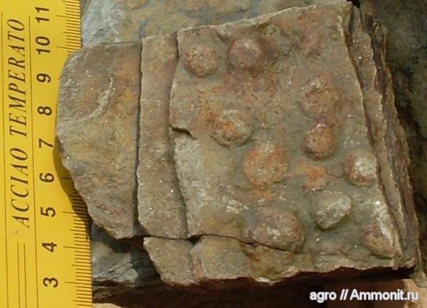 докембрий, Nemiana, медузоиды, Nemiana simplex, Винницкая область, эдиакарий-венд