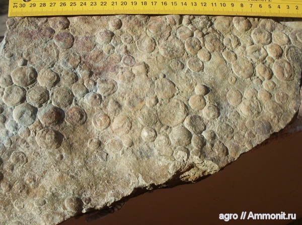 докембрий, Nemiana, медузоиды, Nemiana simplex, Винницкая область, эдиакарий-венд