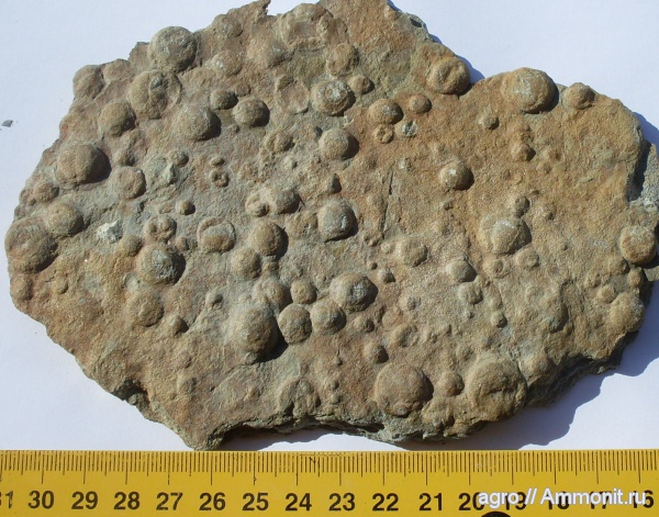 докембрий, Nemiana, медузоиды, Nemiana simplex, Винницкая область, эдиакарий-венд