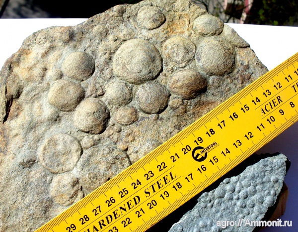 докембрий, Nemiana simplex, эдиакарий-венд, ediacaran organisms