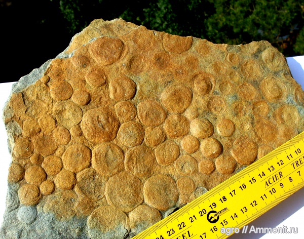 докембрий, Nemiana simplex, эдиакарий-венд, ediacaran organisms