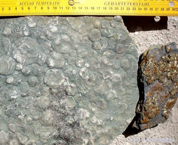 докембрий, Nemiana, медузоиды, Nemiana simplex, Винницкая область, эдиакарий-венд