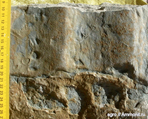 докембрий, Nemiana, медузоиды, Nemiana simplex, эдиакарий-венд, ediacaran organisms