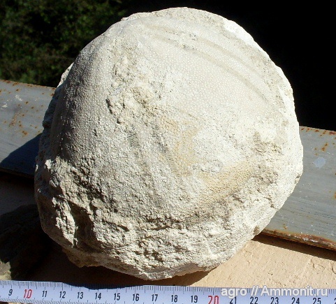 морские ежи, мел, Крым, Conoclypus conoideus, Cretaceous