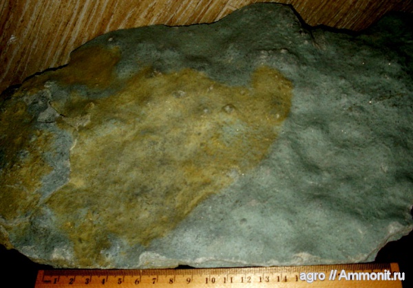 венд, эдиакарий, Украина, aspidella