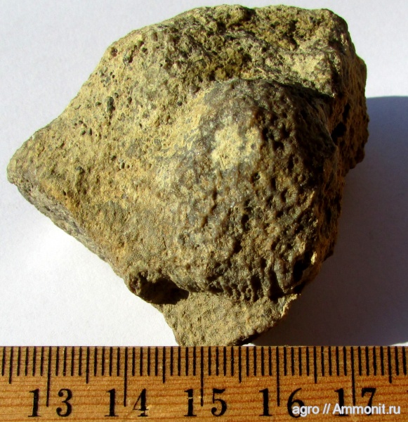 мел, колониальные кораллы, Scleractinia, Actinastraea, Cretaceous