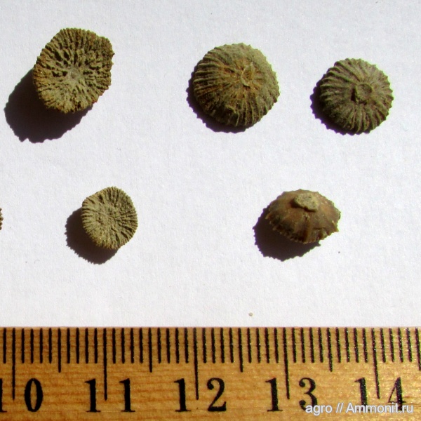 мел, Discocyathus, пателловидный кораллит, Cretaceous