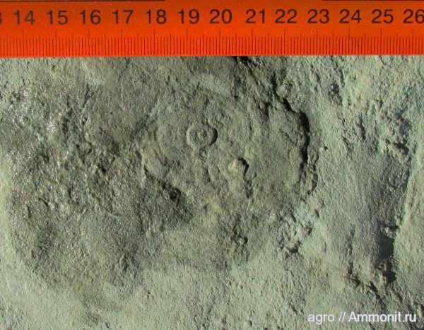 венд, эдиакарий, Ediacaria flindersi, ediacaran organisms