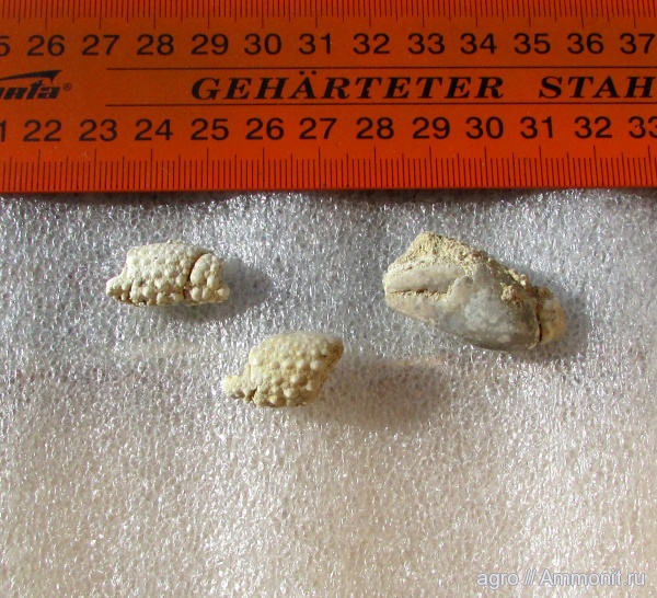 неоген, Украина, Daira speciosa