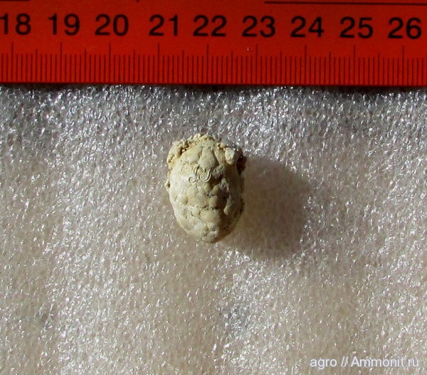 Украина, крабы, Xanto moldavicus