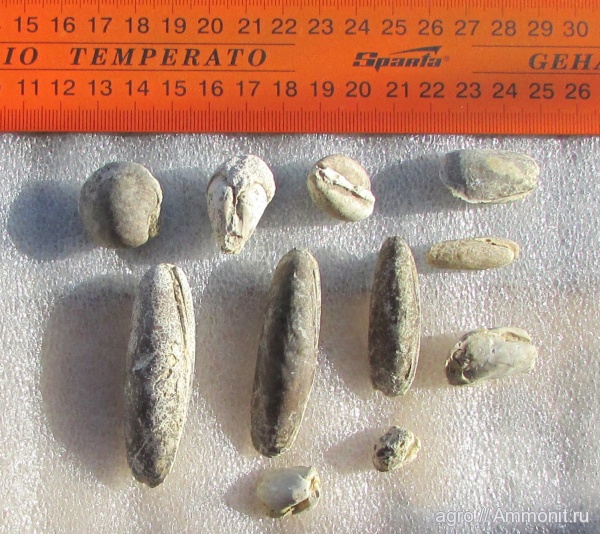 моллюски, Lithophaga