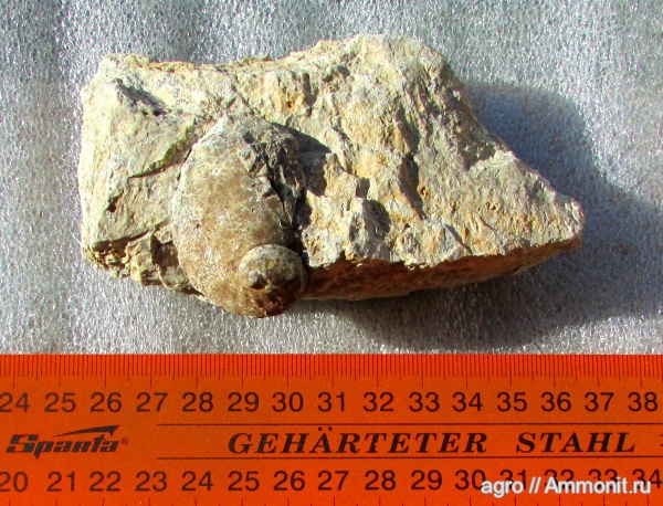 брюхоногие моллюски, Haliotis