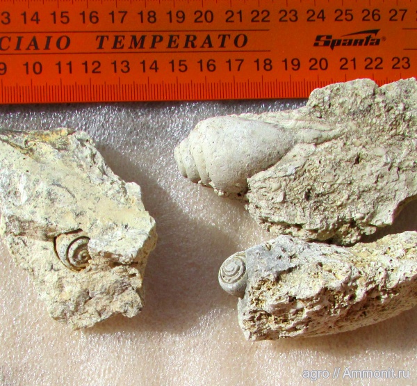 моллюски, брюхоногие моллюски, Strombus