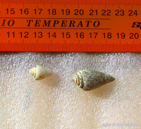 брюхоногие моллюски, Strombus