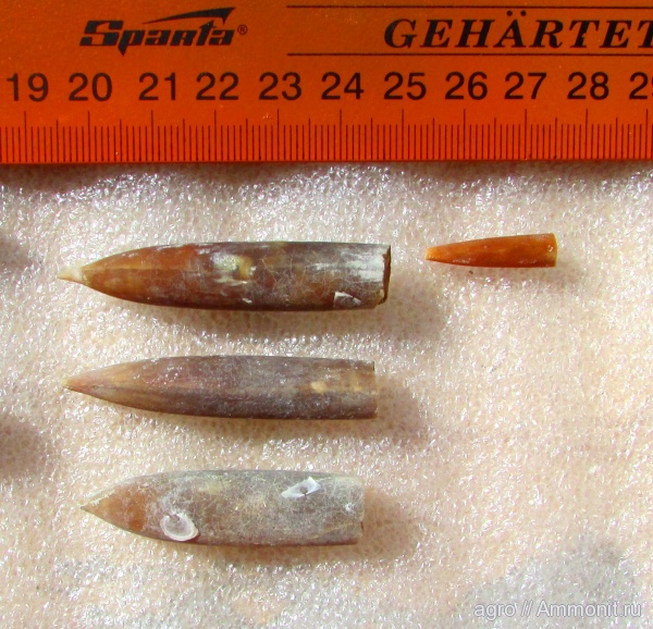 белемниты, мел, Praeactinocamax plenus acutus, Cretaceous, belemnites