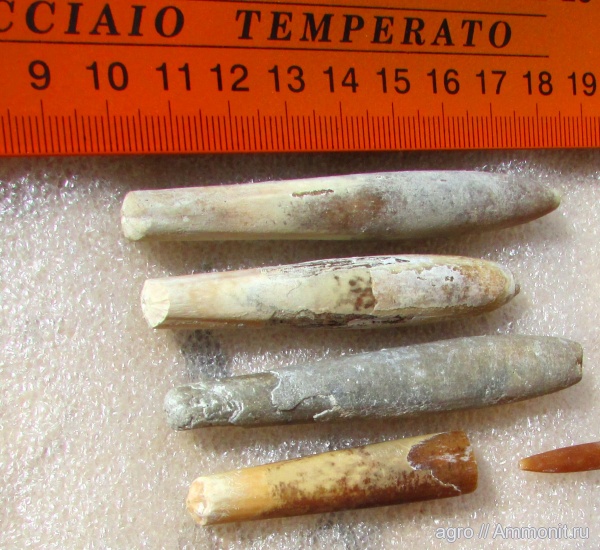 белемниты, головоногие моллюски, Praeactinocamax plenus acutus, belemnites