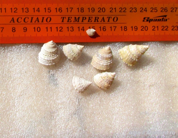 моллюски, неоген, Trochus podolicus