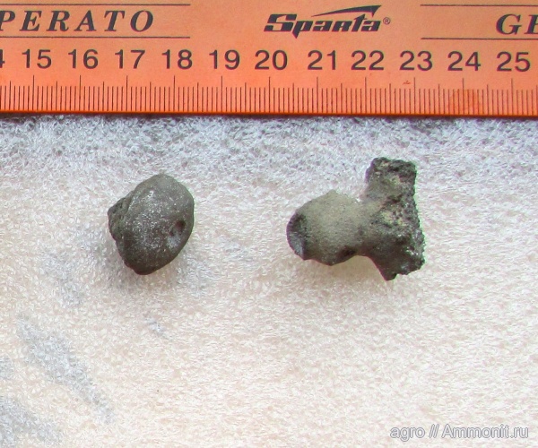 мел, губки, сеноман, Cenomanian, Cretaceous