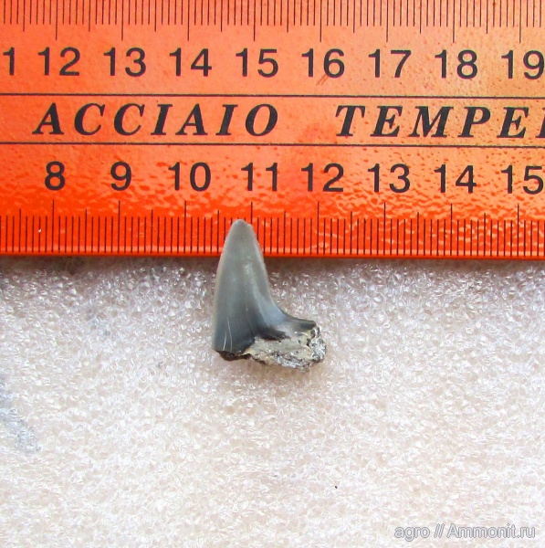 мел, зубы, сеноман, Cretoxyrhina, Ровенская область, Cenomanian, Cretaceous, teeth