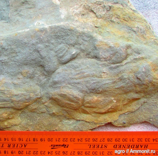 венд, ediacaran organisms, Ernietta plateauensis