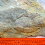 Ernietta plateauensis