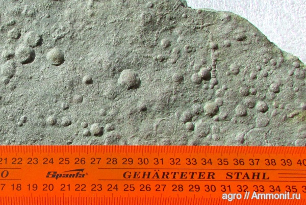 венд, вендобиота, Palaeopascichnus, ediacaran organisms, Ediacaran