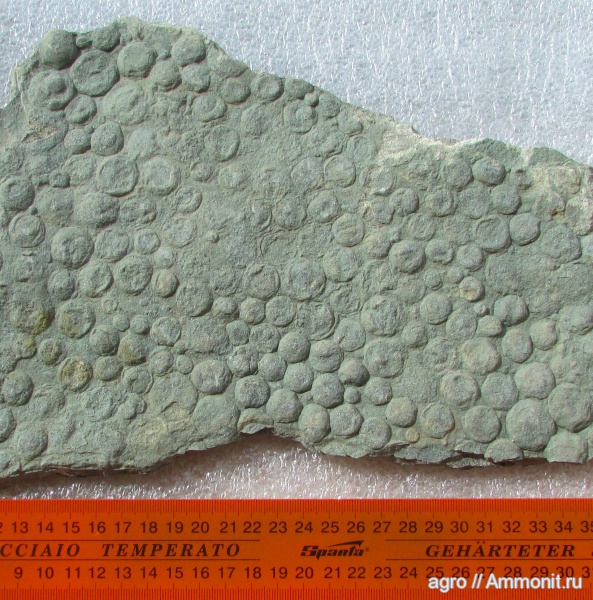 венд, Nemiana, вендобиота, ediacaran organisms