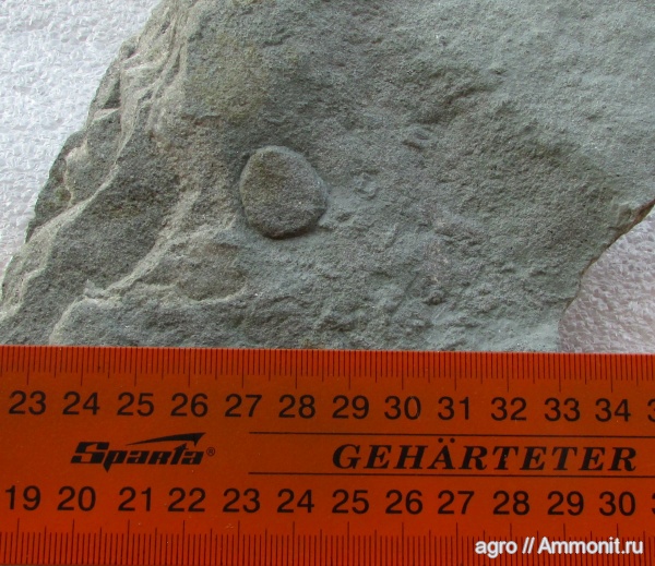 венд, вендобиота, Beltanelliformis, ediacaran organisms, Ediacaran