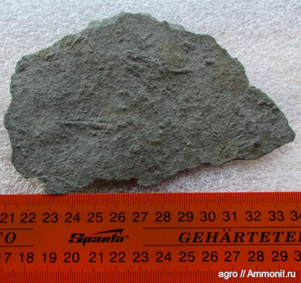 венд, вендобиота, Harlaniella, ediacaran organisms, Ediacaran