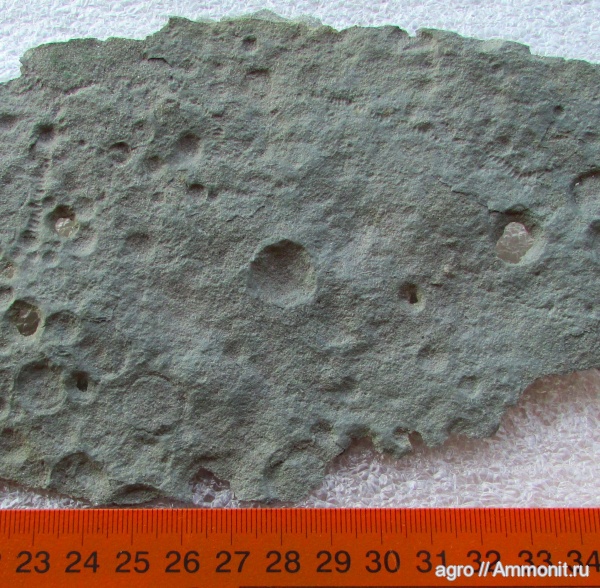 венд, вендобиота, Palaeopascichnus, ediacaran organisms