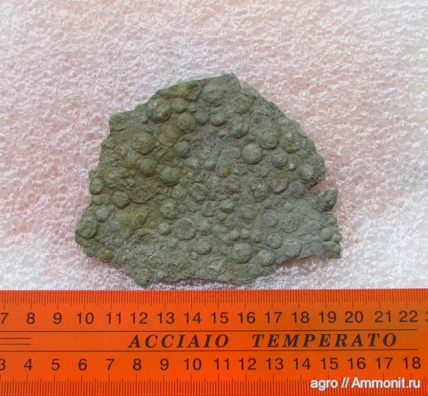 Nemiana, ediacaran organisms