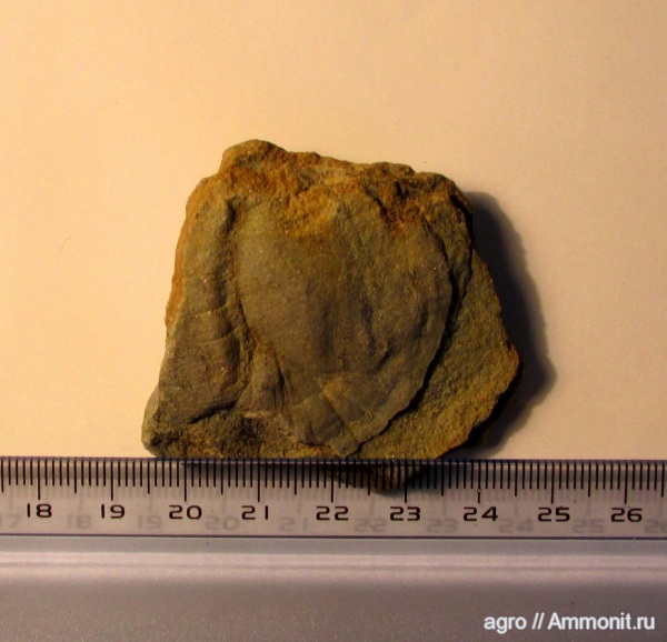 венд, эдиакарий, Mialsemia, ediacaran organisms