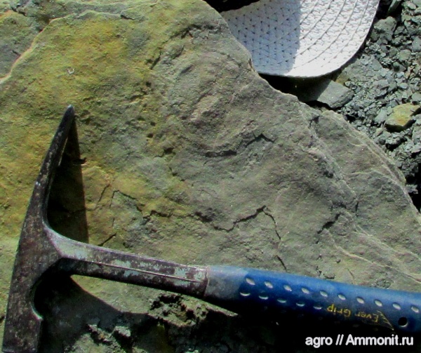 венд, эдиакарий, ediacaran organisms