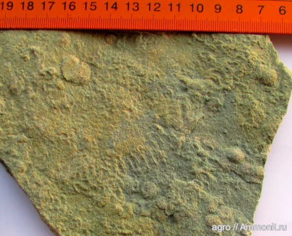 венд, ediacaran organisms, Yelovichnus