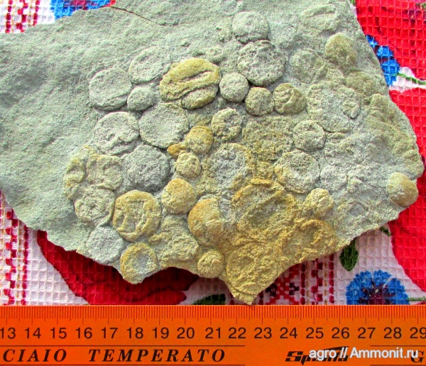 венд, эдиакарий, Nemiana, ediacaran organisms