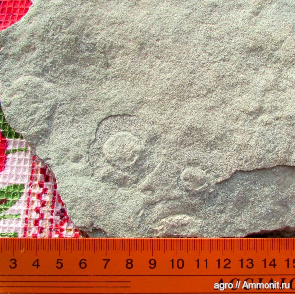 венд, эдиакарий, ediacaran organisms, Patella patelliformis