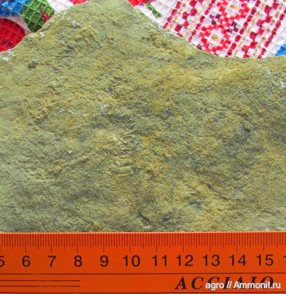 вендобиота, Palaeopascichnus