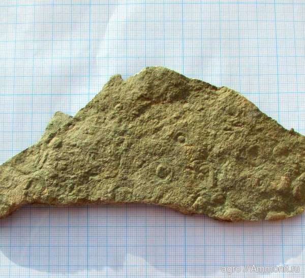 венд, эдиакарий, ediacaran organisms