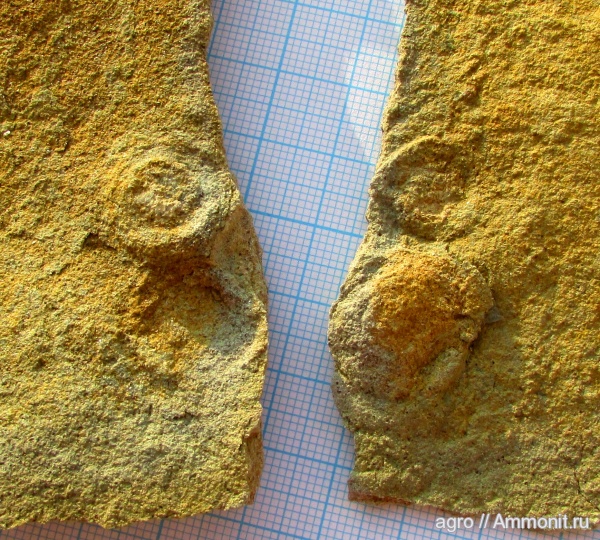 венд, эдиакарий, ediacaran organisms