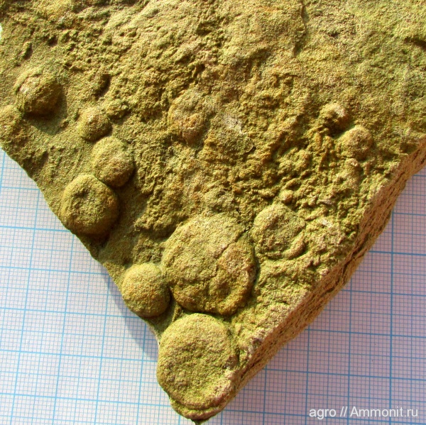 венд, эдиакарий, Nemiana