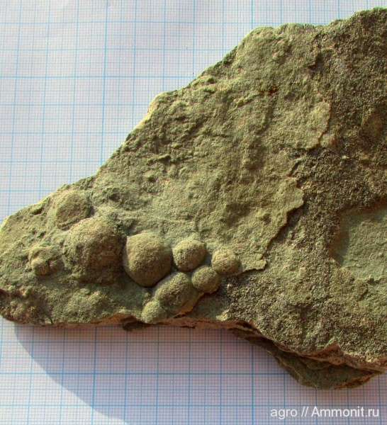 венд, эдиакарий, Nemiana